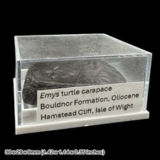 Emys Turtle Carapace Fossil