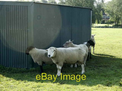 Photo 6x4 2008 sheep shelter - 6x4, :
