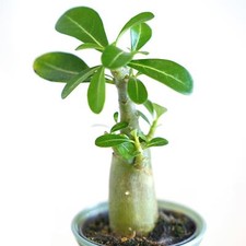 Unusual Desert Rose Adenium