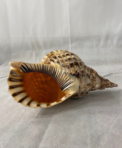 Rare large vintage triton - x-large,