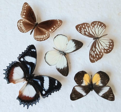 Butterfly collection set x5 - butterfly,