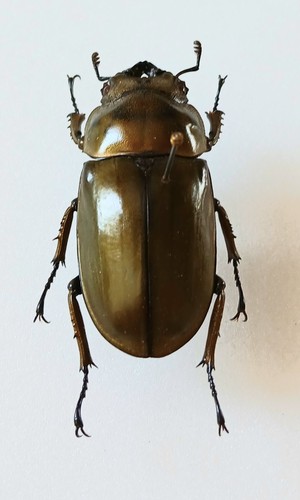 Allotopus rosenbergi bronze - rosenbergi,