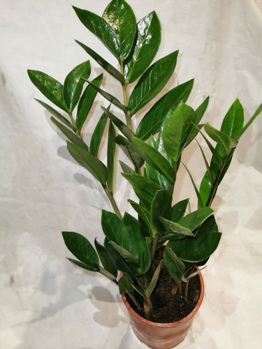 Full zamioculcas zamiifolia - full,