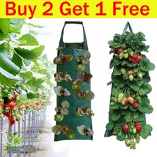 Fabric Tomato Strawberry