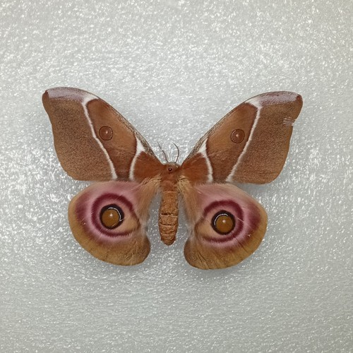 Madagascar bullseye moth - madagascar,