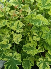 3 x Pelargonium 'Creamy