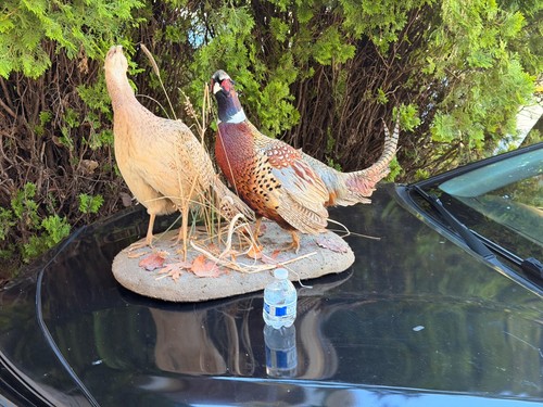 Vintage ring necked - ring-necked, pheasant
