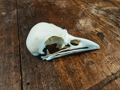 Magpie skull taxidermy - magpie,
