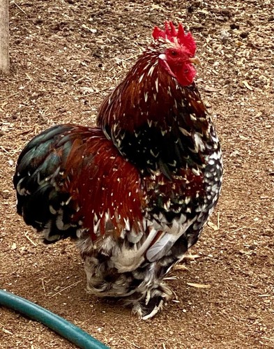 Hatching eggs swedish - -,
