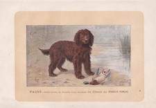 1896 IRISH WATER SPANIEL Dog Print - Dog Wall Art Gift - Animal - 10 x 7 Inches
