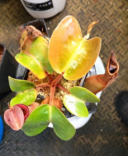 Nepenthes truncater red - truncater,