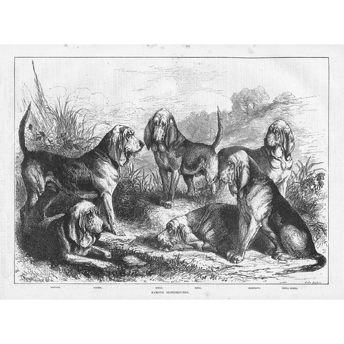 Dogs famous bloodhounds - bloodhounds,