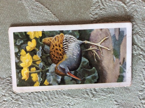 A1z trade card brooke - trade, no