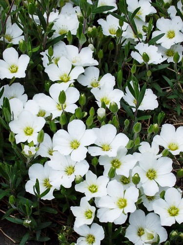 Arenaria montana perennial - montana,