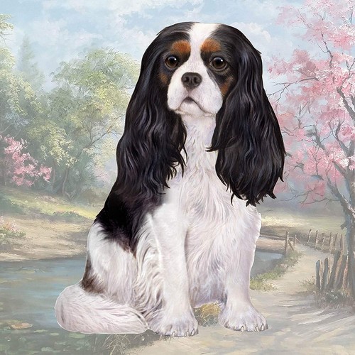 Cavalier king charles - cavalier,