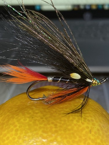 Sea trout sewin - /, salmon