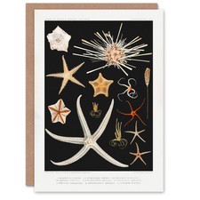 Vintage Marine Life Art Card