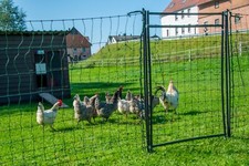Hotline Rigid Poultry Net Hot Gate 120cm x 80cm Green Chicken Fencing Fence Mesh