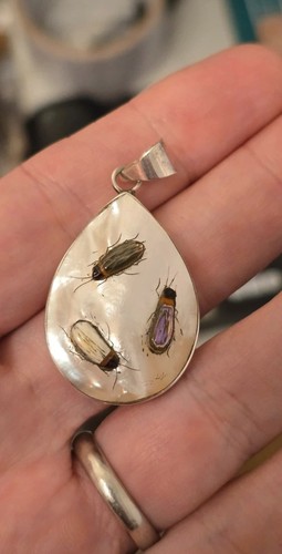 Beautiful shibayama insect - shibayama,