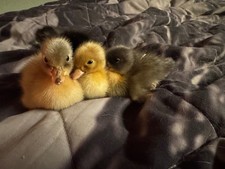 7 Mixed Call Duck Hatching
