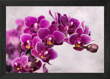 Purple pink orchid flowers