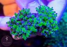 Purple/Green Octospawn
