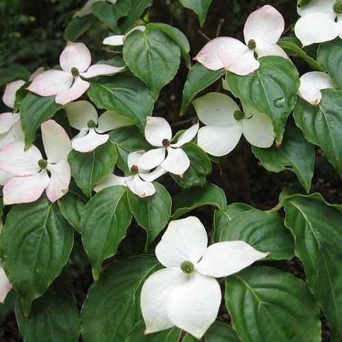 Cornus kousa china girl - cornus, /