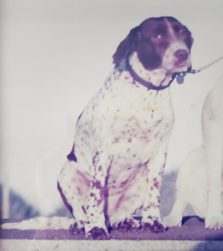Please give help - dog, or