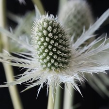 Eryngium Magical White Lagoon