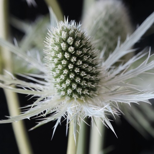 Eryngium magical white - eryngium,
