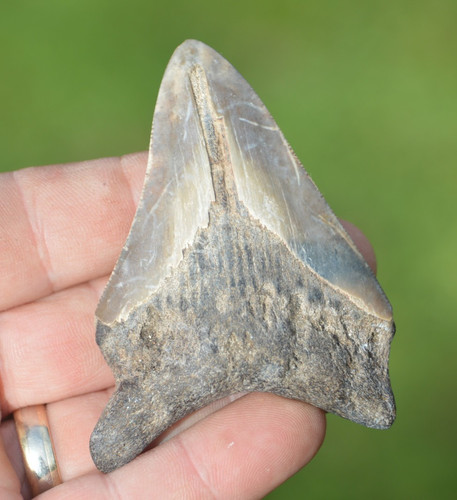 Lovely genuine megalodon - ,