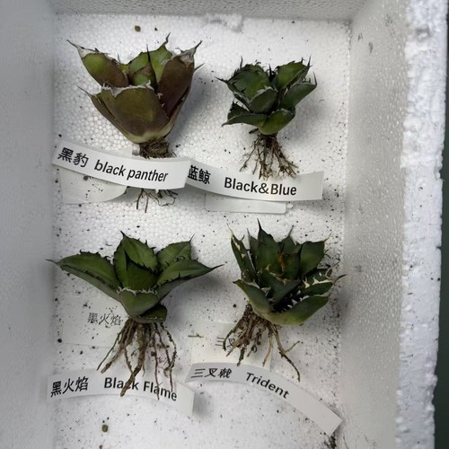 4pcs 6cm agave titanota - agave,