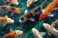 Japanese Koi Carp Fish Canvas