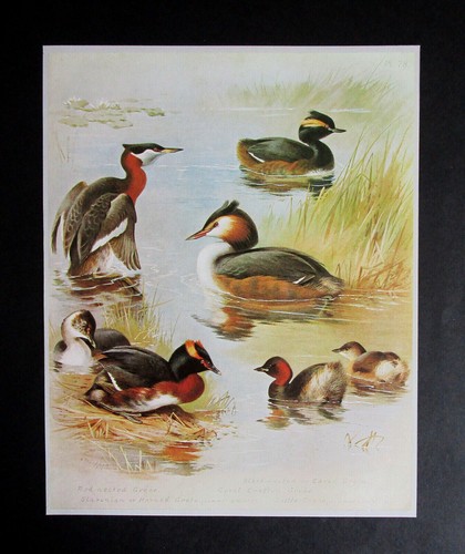 Archibald thorburn 8 0 - , 7.8"x
