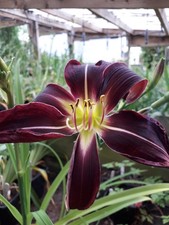 Hemerocallis  - Paint it Black