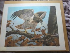 "Red Tail Hawk" Art Print By Harold Roe 19"X 24" Inch 