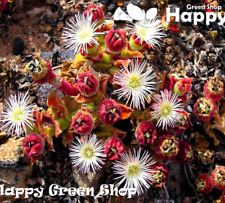 CRYSTALLINE ICE PLANT - 700