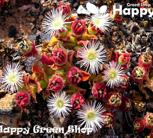 Crystalline ice plant 700 - ice,