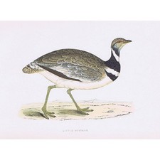 BIRDS Little Bustard - Hand