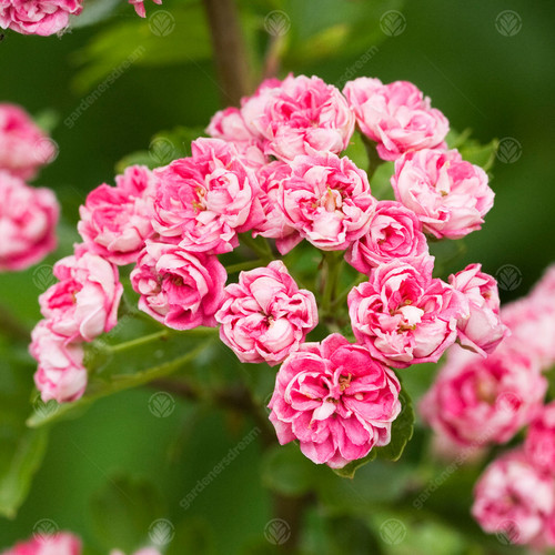 Crataegus laevigata rosea - crataegus,