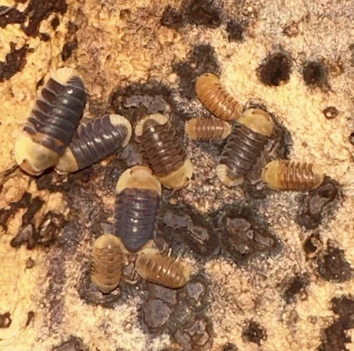 Rubber ducky isopods lag - 10+,