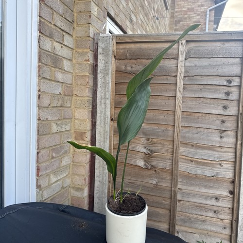 Verigated aspidistra elatior - verigated,