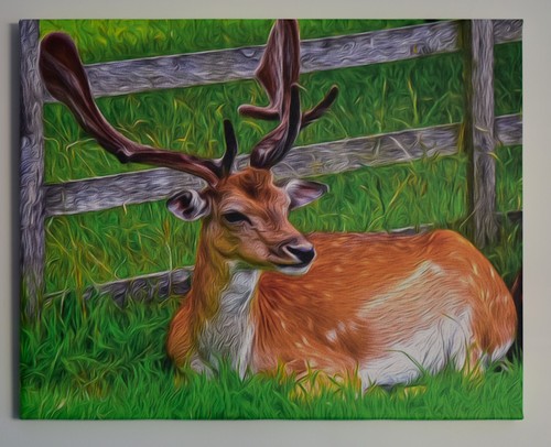 Resting stag canvas print oil - stag,