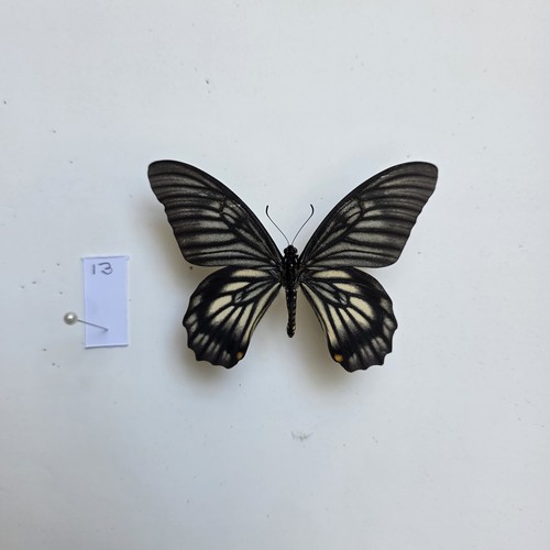 Chilasa veiovis set specimen - veiovis,