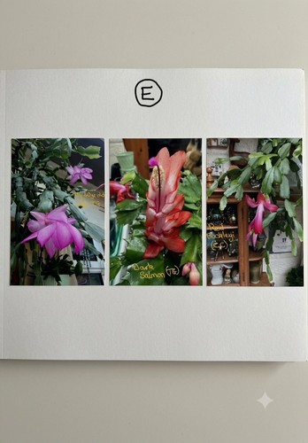 Schlumbergera rooted - schlumbergera, tg,