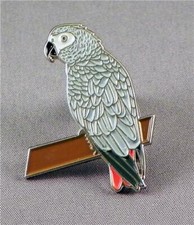African grey parrot - african, bird