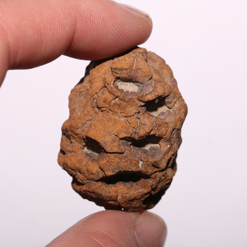Metasequoia pine cone fossil - cone,