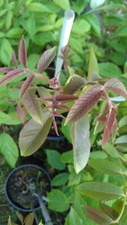 English grown Grafted Walnut Tree cultivars - Juglans Regia 4ft Novembr delivery