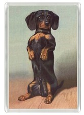 DACHSHUND BEAUTIFUL DOG ART