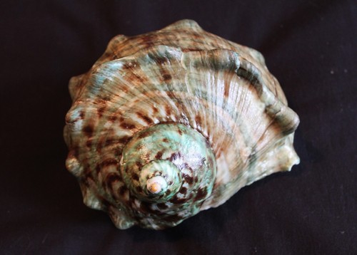 Giant green turban seashell - green,
